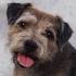 Border Terrier Dog Breed Information - American Kennel Club