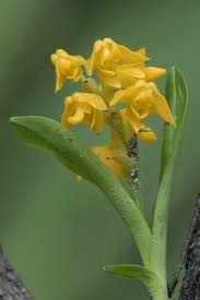 Image result for Polystachya epiphytica