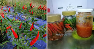 Cara membuat rujak buah bali: Lelaki Ni Kongsikan Cara Buat Cili Jeruk Yang Rangup Sedap Tahan Lama Keluarga