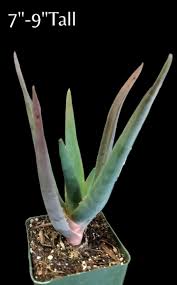 Image result for Aloidendron barberae