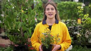 You can check out what's new at the plant barn. Kings Plant Barn Store Tour Remuera Youtube
