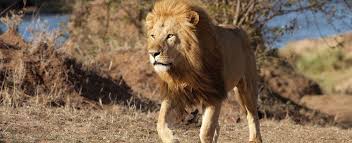 Read common sense media's african cats review, age rating, and parents guide. The African Savanna Disneynature African Cats African Animals Cats