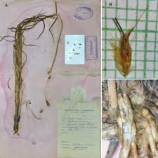 Image result for Ischaemum amethystinum