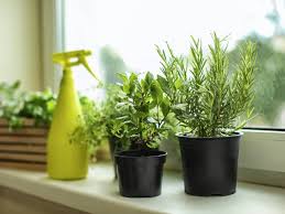 Mar 18, 2019 · first, be sure to plant herbs in groups based on their watering needs. How Often Should You Water Herbs
