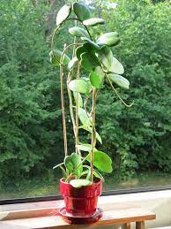 Hoya Kerrii Guide How To Take Care Of A Hoya Kerrii Plant House Plant Care Hoya Plants Unusual Plants