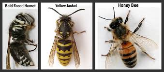 How To Get Rid Of Wasps Hornets Around Your Hot Tub Get Rid Of Wasps Wasp Getting Rid Of Bees