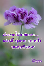 saturday อร ณสว สด ดอกไม ส ม วง สว สด
