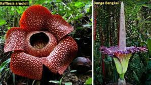We did not find results for: Asal Usul Nama Fakta Bunga Raflesia Arnoldii Asal Usul