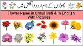 Pick a perfect name from the vast collection of names. Names Of 25 Flowers In Urdu English And Arabic Youtube