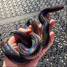 This Gorgeous Rainbow Snake Is A Pride Month Blessing Rainbow Snake Cute Reptiles Cute Snake