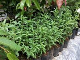 Maybe you would like to learn more about one of these? Budidaya Tanaman Stevia Mudah Dan Menguntungkan Bisnis Djawanews Com