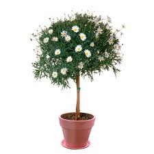 Image result for foto Kopretina