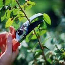We did not find results for: The Benefits Of Pruning Garden Outdoor Lifestyle