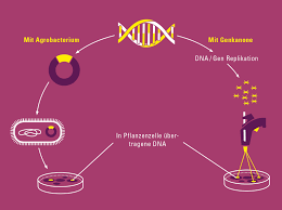 Hierbei wird virale oder bakterielle dna in den wirtsorganismus eingebracht und vor ort exprimiert. Polygraph Design Berlin Amerika Uberseemuseum Bremen