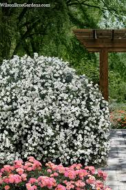 Image result for Gardenia