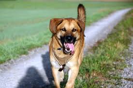 7 Best Fish Oil For Dogs In 2021 Top Omega 3 Supplements