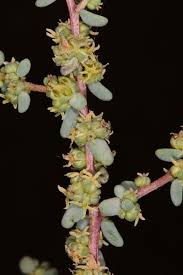 Image result for Suaeda articulata
