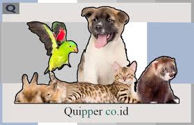 Soal pilihan ganda bahasa inggris tentang animal, soal pilihan ganda describing person, contoh soal descriptive text essay, contoh soal soal olimpiade bahasa inggris sumber : 5 Kumpulan Materi Bahasa Inggris Kelas 1 Sd Lengkap