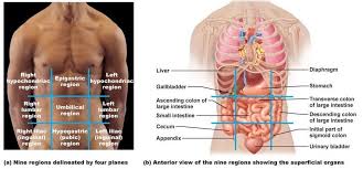 Epigastric Region Google Search Anatomy And Physiology Human Body Anatomy Diagnostic Medical Sonography
