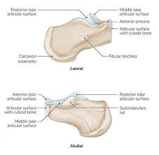 Image result for Calcaneus