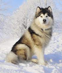 We did not find results for: Malamute De Alaska Perros Grandes Dociles Y Adorables L Todas Las Razas De Perros