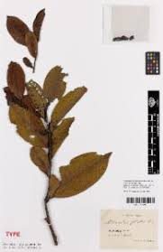 Image result for Pentaphylacaceae