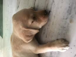 Get an instant, mathematical estimate of how big your puppy will get. My Labrador Now 44 Days Old His Weight Is Around 1 5 Kg We Bought Him When He Was 35 Days Old We Gave Him Nutre Lac Puppy Cereal 2 Petcoach