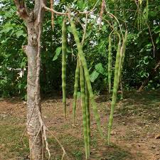 Resultado de imagen para Moringa Oleifera