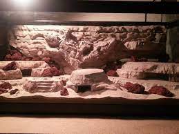 To do this, you will need to either confine your bearded dragon in a small area or use a harness. Aquarium Background Vivarium Background Custom Background Leopard Gecko Cage Beardie Cage S Bearded Dragon Habitat Bearded Dragon Baby Bearded Dragon