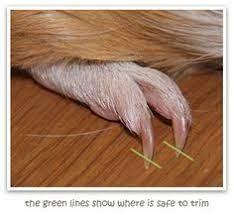 Guinea Pig Care Advice And Grooming