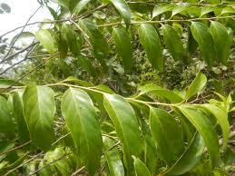 Image result for Maesa