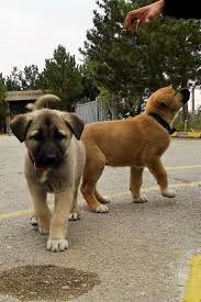 .we have male and female, 10 weeks old puppies for sale. Where In The Usa Can I Buy A Kangal Dog Kangal Dog Dogs Dog Lovers