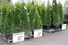 Save money on home improvements with the hottest home depot coupons, sales, exclusive promo codes, & more. Sweet Deals At The Home Depot Plant And Garden Sale One Hundred Dollars A Month