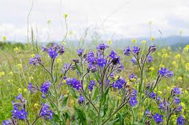 Image result for Anchusa