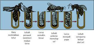 STUDI PERKEMBANGAN KOLONI DAN PRODUKSI LEBAH Trigona sp. DARI POSISI STUP YANG BERBEDA SKRIPSI. Oleh : HENDRI BANOWU D1B - PDF Free Download