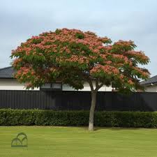 Image result for Tabernaemontana ventricosa