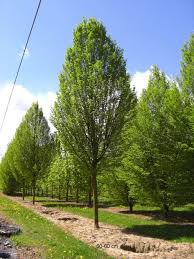 Buche Saulen Hainbuche Baume Garten Hainbuche Baum Und Pflanzen