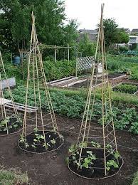 Culture Verticale Des Concombres Et Cornichons Treillis Jardin Jardins Potagers Verticaux Jardin Potager