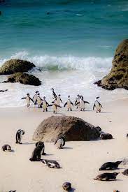 Boulders Beach Simons Town Cape Town South Africa Visit South Africa South Africa Travel Africa Travel