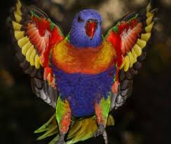 Rainbow Lorikeet Papaganlar Kus Hayvanlar