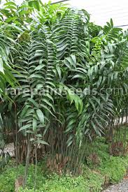 Image result for Grangea zambesiaca