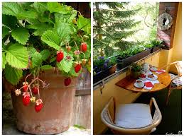 Petersilie lässt sich gut mit radieschen, rettich und tomaten kombinieren. Erdbeeren Auf Balkon Und Terrasse In Topf Kasten Kubel Schale Richtig Pflanzen Und Pflegen
