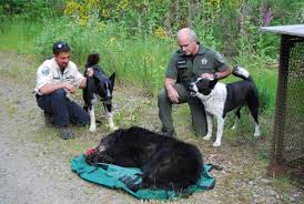 This pup isn't fond of strangers, making early socialization imperative. Black Karelian Bear Dog Puppy