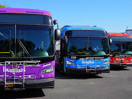 Image result for Bussea