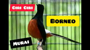 Motif ekor murai nias biasanya memiliki ekor yang cenderung semua berwarna hitam. Ciri Murai Batu Borneo Murai Bordan Murai Batu Gembung Kalimantan Cara Membedakannya Terbaru Youtube