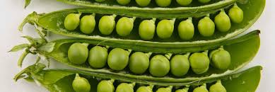 Image result for Pisum sativum