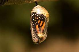 Monarch Metamorfosis De Los Insectos Mujer Con Mariposas Metamorfosis