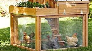 Ordained and published by the city council. Petition Lewisville City Council Re Word The Current City Chicken Ordinance Change Org