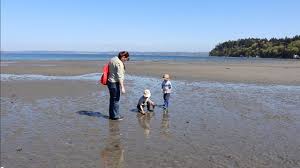 Beach Combing At Dash Point State Park
