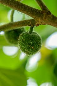 Image result for Broussonetia papyrifera